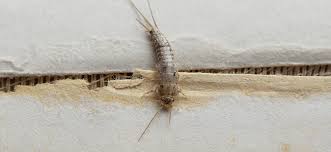 The specific results of the effect are: Why Do I Have Silverfish In My Home Silverfish Prevention Tips