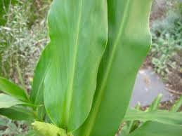 Image result for Hedychium coronarium
