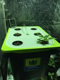 Ebb Flow Hydroponic Setup Using Ikea Totes Hydroponics Ikea Decor