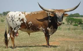 They are a small to medium framed cattle breed with a typical cattle blockish body that is well defined with a medium sized rectangular face and slightly upturned snout. Butler Texas Longhorns Box Z Ranch Page Longhorn Cattle Cattle For Sale Longhorn
