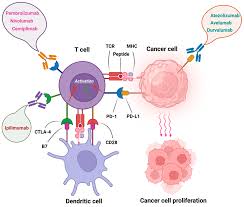 Image result for Immune Checkpoint Inhibitor