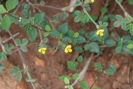 Image result for Stylosanthes fruticosa