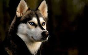 We hope you enjoy our growing collection of hd images to use as a. 54 Siberian Husky Hd Wallpapers Background Images Husky Wallpapers Top Free Husky Backgrounds Wallpaperaccess Husky Puppy Dog Wallpaper Cute Husky Puppies