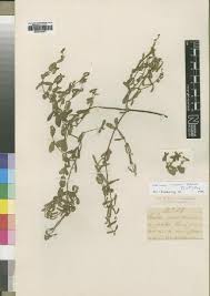 Image result for Xysmalobium holubii