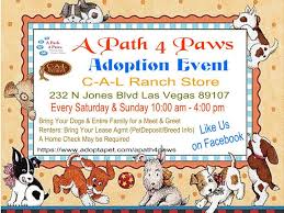 This special boy is shook he was recently rescued by vegas pet rescue project vprp. Pets For Adoption At A Path 4 Paws Dog Rescue In Las Vegas Nv Petfinder