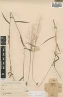 Image result for Melinis tenuissima