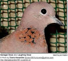 Senegal Doves Aka Laughing Doves Or Little Brown Doves Beauty Of Birds