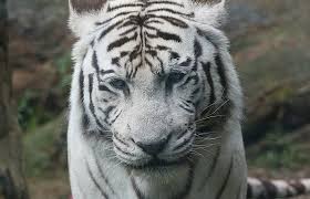 Are white tigers siberian tigers? Hoe De Witte Tijger Aan Zijn Bijzondere Vacht Komt Animals Today