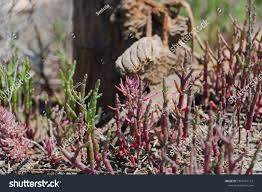 Image result for Sarcocornia