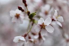 Homeowners pay $435 on average to cut down a tree. Willow Tree Bloom Serenity Photograph By M E