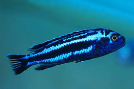 You'll need a much bigger tank to keep these fish. Melanochromis Cyaneorhabdos Seriously Fish