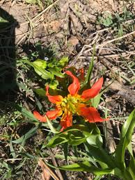 Image result for Gloriosa sessiliflora