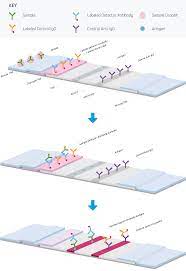 Lateral flow tests, also known as lateral flow immunochromatographic assays or rapid tests, are simple devices intended to detect the presence of a target substance in a liquid sample without the. Lateral Flow Immunoassays Jackson Immunoresearch