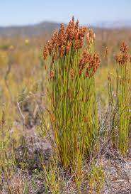 Image result for Restionaceae