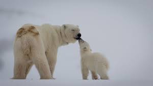 Sur les pages de garde des livres classés, vous pouvez apposer le modèle. Un Photographe Animalier Alerte Le Monde Sur La Chasse Des Ours Blancs