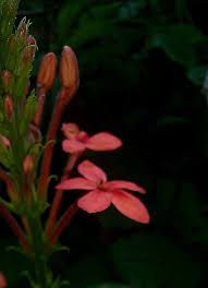 Image result for Oliverella rubroviridis