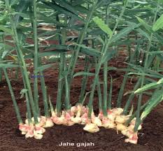 Hasil gambar untuk jahe