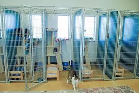 Maybe you would like to learn more about one of these? Luxury Cat Boarding In South Austin Tx Remington Pet Ranch
