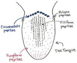 Anatomical structure tongue taste buds on vector image. The Science Behind Taste Fema