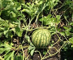 These sugar babies often benefit from the mentorship, generous allowances, exotic vacations and shopping sprees across the globe. Wassermelone Sugar Baby Rotes Susses Fruchtfleisch Robuste Sorte