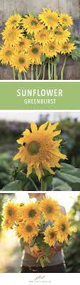 Pin On Grow Floret