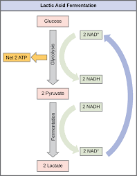 Types Of Fermentation Biology For Majors I