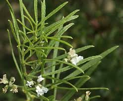 Image result for Landolphia lanceolata