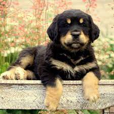 I have a very loving temperament, easy going and love to play! Bernese Golden Mountain Dog Puppies For Sale Greenfield Puppies