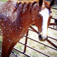 Black And Brown Spotted Horse Registered Quarter Horse With Birdcatcher Spots Spots Originally Named For The Irish Thoroughbred Stallio Horse Markings Most Beautiful Horses Horse Coloring