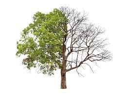 Top 60 dead tree stock photos pictures and images istock. Tree Has Leaves On One Side Only When One Side Of Tree Is Dead