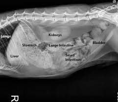 Learn To Read An X Ray Long Beach Animal Hospital Vet Medicine Vet Tech Student Vet Tech Humor