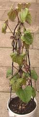 Image result for Dioscorea dumetorum