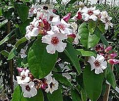 Image result for Strophanthus gardeniiflorus