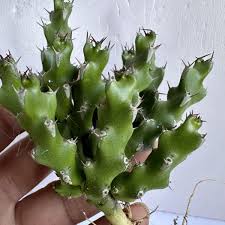 Image result for Euphorbia ramulosa