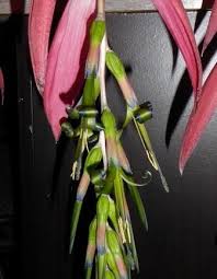 Parts of plant are poisonous if ingested. Queen S Tears Bromeliad Indoor Plants Almost Eden