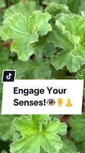 Image result for Pelargonium grossularioides