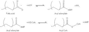 Image result for Fatty Acid