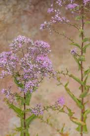 Image result for Microchloa afra