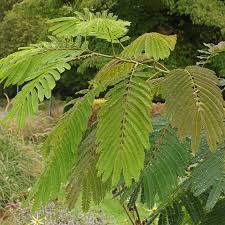 Image result for Albizia brevifolia