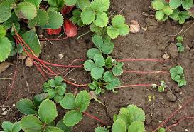 It just seems that every once in a while a new set of leaves or a flower bud will pop out black and shriveled at the end. Growing Strawberries In Melbourne Local Food Connect