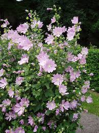 Lavatera Thuringiaca Uppsala Mallow Tuin Struiken Groenblijvende Tuin Tuin