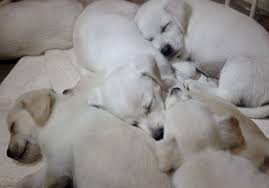 Check spelling or type a new query. Pomeranian Lab Mix Puppies Novocom Top