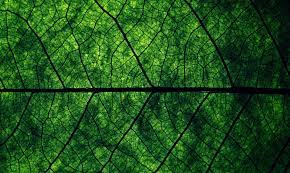 Pin By Veronica Lombardi On Images Green Nature Wallpaper Dark Green Wallpaper Green Wallpaper