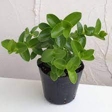 From 植物 (plant) + 園 (garden). ãƒ›ãƒ¤ ã‚¯ãƒŸãƒ³ã‚®ã‚¢ãƒŠ3 5å·ãƒãƒƒãƒˆè‹— è¦³è'‰æ¤ç‰© åœ'èŠ¸ãƒãƒƒãƒˆ æœ¬åº— é€šè²© Engei Net