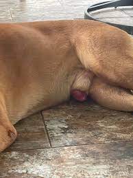 Has anyone seen this? Got back home and noticed my dogs penis is swollen  and red. He doesn't seem to be in any pain and isn't really paying  attention to it. :