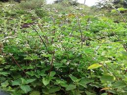 Image result for Bonamia mossambicensis