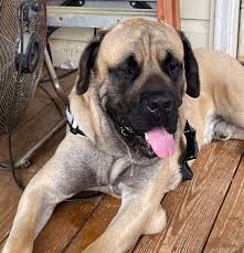 Adopting Kevin, a handsome fawn boy mastiff in Georgia