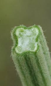 Image result for Acrotome inflata