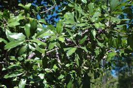 Image result for Rapanea