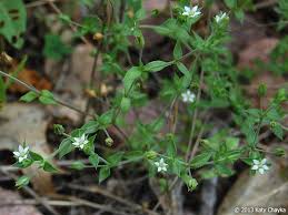 Image result for Cliffortia serpyllifolia